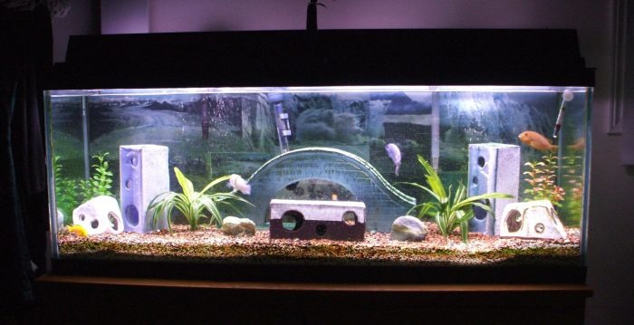 Fish aquarium decor ideas